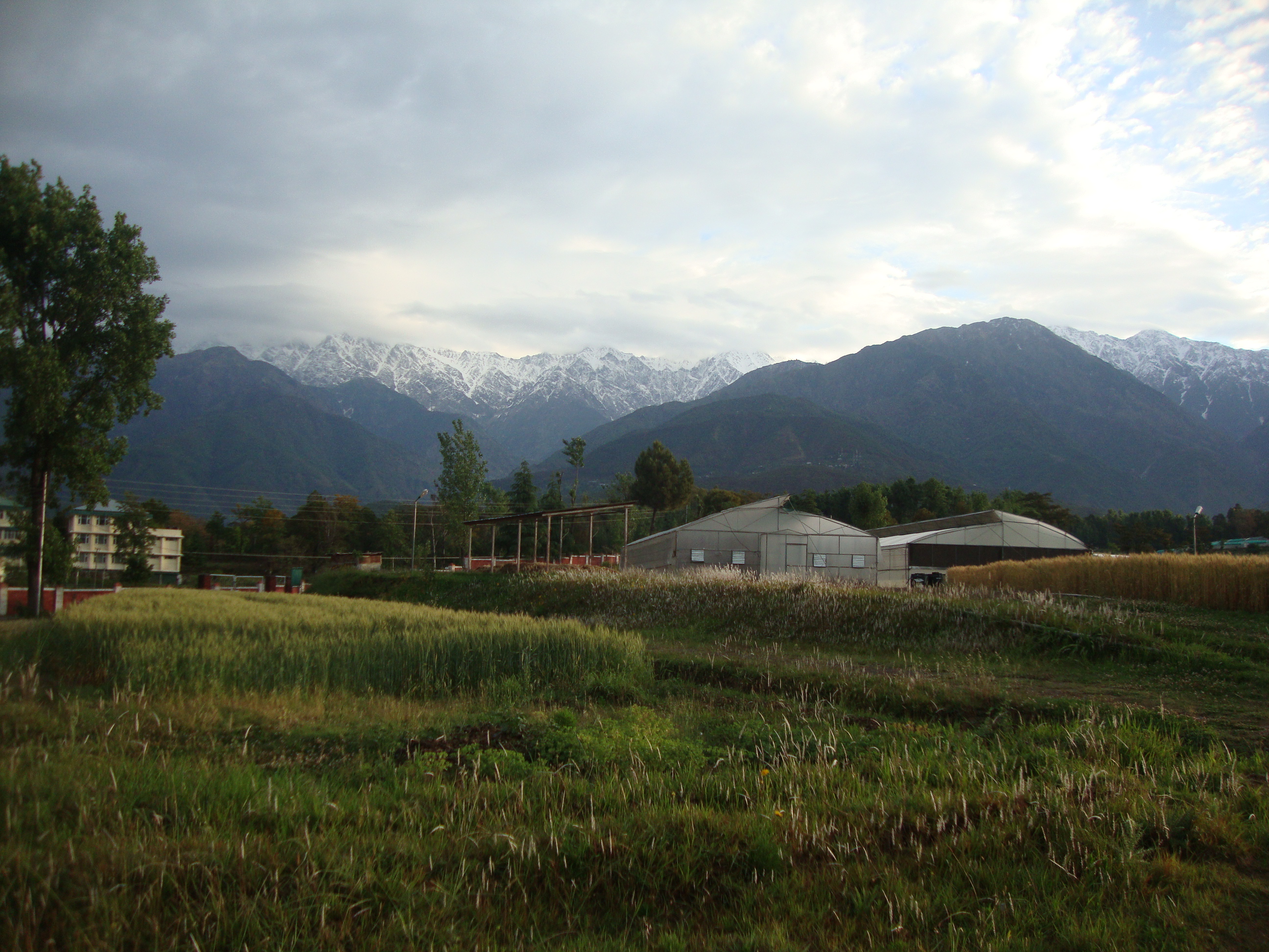 CSK HP Agricultural University, Palampur, Himachal Pradesh, India | navdeepsinghjamwal